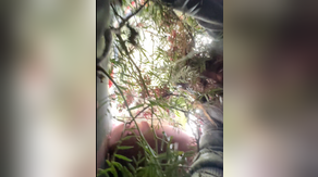 See it: Hot air balloon drifts into tree during bumpy landing in Mexico